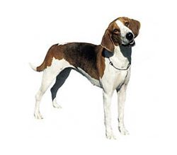 American Foxhounds photo
